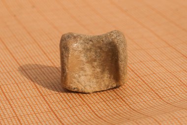 Bir deniz memelisinin fosili. Omurganın kuyruğundan bir omurga. Taşlaşma.