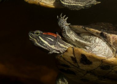 Kırmızı kulaklı terrapin (Trachemys Scrita elegans), Emydidae familyasından bir su kaplumbağası türü..