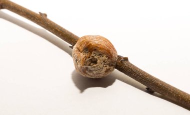 Avrupa 'daki peygamberdevesi' Ootheca '(yumurta kutusu). Peygamber devesi dini. 