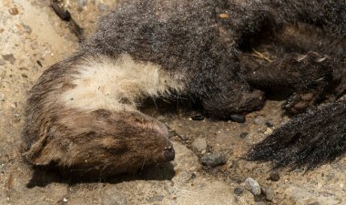 Beech marten (Martes foina), taş, ev ya da beyaz göğüslü sansar olarak da bilinir. Yol savaşları - Arabaların tekerlekleri altında bir hayvanın ölümü.
