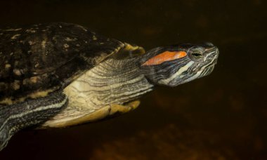 Kırmızı kulaklı terrapin (Trachemys Scrita elegans), Emydidae familyasından bir su kaplumbağası türü..