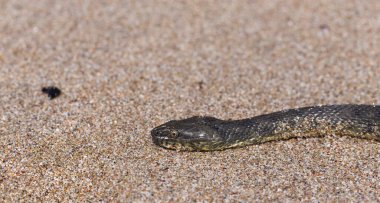 Natrix tessellata. Zar yılanı, Colubridae familyasına ait, Natricinae alt familyasından zehirli olmayan bir Avrupa yılanıdır. Sürüngen Karadeniz 'in kumlu sahillerinde yaşıyor..