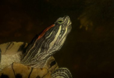 Kırmızı kulaklı terrapin (Trachemys Scrita elegans), Emydidae familyasından bir su kaplumbağası türü..