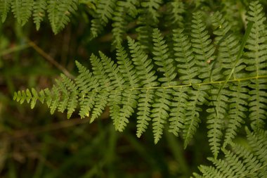 Dryopteris (İngilizce: Dryopteris), Dryopteridaceae familyasından bir eğrelti otudur..