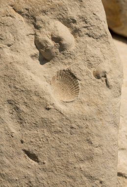 A stone from sedimentary rock with fossil Mollusks. Cockle (bivalve)  in the family Cardiidae.