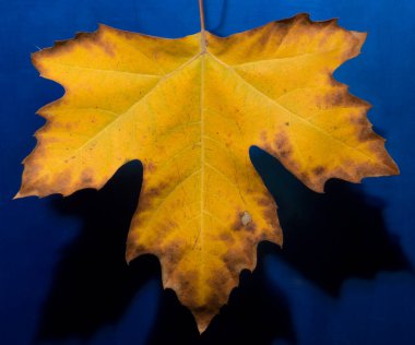 Bir sonbahar mavi arka planda çok renkli Platanus yaprağı.