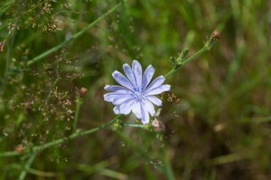 Asteraceae, papatya familyasının daimi bitkisi, parlak mavi çiçekleri ile yaygın hindiba (Cichorium intybus)..