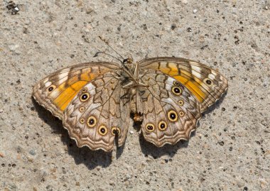 Kirinia Roxelana, Nymphalidae familyasından bir kelebek türü. Yetişkin kadın, ön yüzeyi gösteriyor..