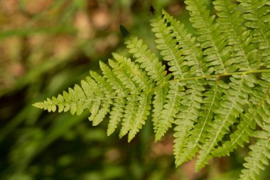 Dryopteris (İngilizce: Dryopteris), Dryopteridaceae familyasından bir eğrelti otudur..
