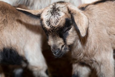 Alp Keçisi Süt Hayvanı. Yeni doğmuş keçi yavrusu annesinin yanında..