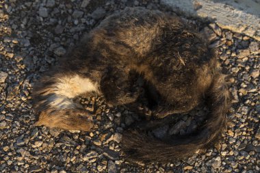 Beech marten (Martes foina), taş, ev ya da beyaz göğüslü sansar olarak da bilinir. Yol savaşları - Arabaların tekerlekleri altında bir hayvanın ölümü.