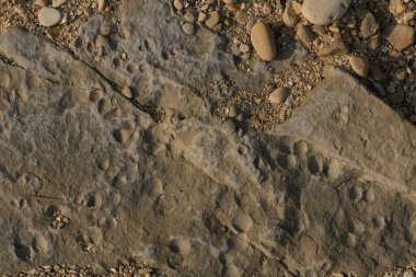 A stone from sedimentary rock with fossil Mollusks. Cockle (bivalve)  in the family Cardiidae.