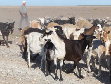 Taraclia, Moldova, 09.15.2020. Keçi ve koyun sürüsü. Çoban yol boyunca hayvanlara önderlik eder. Kuraklık sırasında toz bulutları içinde bir sürü..