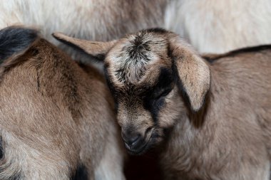 Alp Keçisi Süt Hayvanı. Yeni doğmuş keçi yavrusu annesinin yanında..