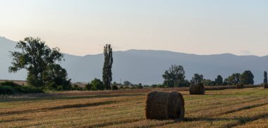 Buğday hasadı. Tarlada yuvarlak saman balyaları. Dağlık alanlarda tarım.