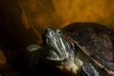 Kırmızı kulaklı terrapin (Trachemys Scrita elegans), Emydidae familyasından bir su kaplumbağası türü..