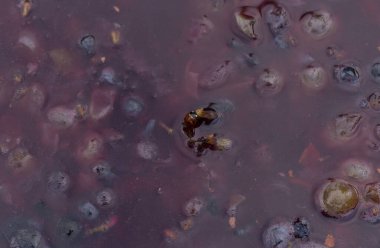 Şarap malzemesi, üzüm suyu - mutlaka, stum, maun. Moldova 'da şarap üretim teknolojisi. Şarap yapma geleneği..