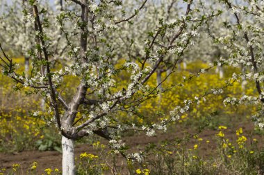 Çiçek açma döneminde erik bahçesi. Baharda beyaz ve sarı çiçekler.
