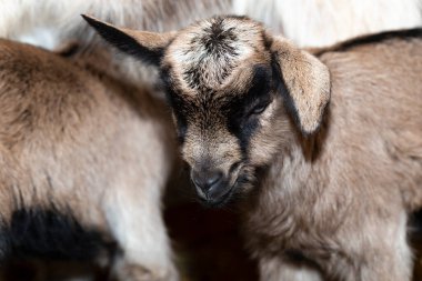 Alp Keçisi Süt Hayvanı. Yeni doğmuş keçi yavrusu annesinin yanında..