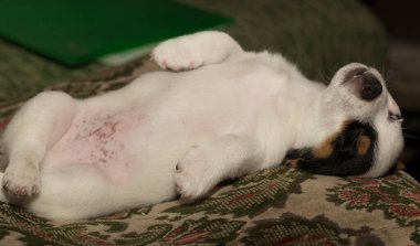 Jack Russell Terrier. Bir sedirin üzerindeki küçük bir köpeğin huzurlu uykusu..