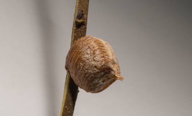 Avrupa 'daki peygamberdevesi' Ootheca '(yumurta kutusu). Peygamber devesi dini. 