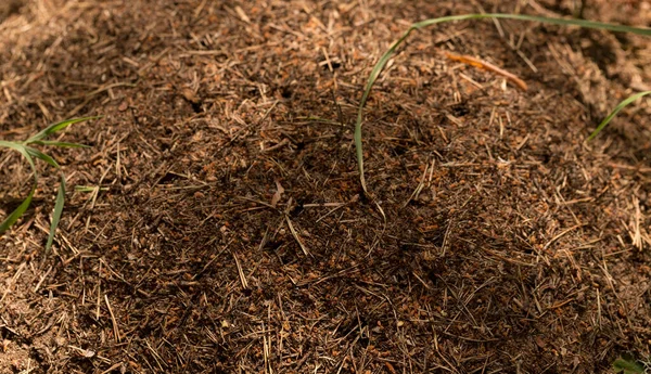 An anthill in the forest. Nest construction of ants.