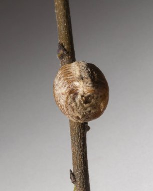 Avrupa 'daki peygamberdevesi' Ootheca '(yumurta kutusu). Peygamber devesi dini. 