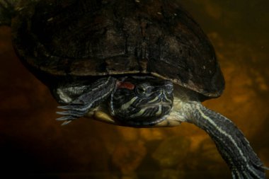 Kırmızı kulaklı terrapin (Trachemys Scrita elegans), Emydidae familyasından bir su kaplumbağası türü..