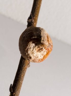 Avrupa 'daki peygamberdevesi' Ootheca '(yumurta kutusu). Peygamber devesi dini. 