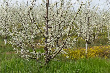 Çiçek açma döneminde erik bahçesi. Baharda beyaz ve sarı çiçekler.