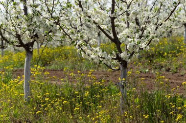 Çiçek açma döneminde erik bahçesi. Baharda beyaz ve sarı çiçekler.