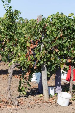 Köylüler üzüm topluyor. Evi hasat et. Şarap üretimi. Şarap üretim teknolojisi. Şarap yapma geleneği..