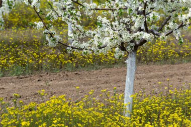 Çiçek açma döneminde erik bahçesi. Baharda beyaz ve sarı çiçekler.