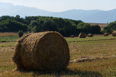 Buğday hasadı. Tarlada yuvarlak saman balyaları. Dağlık alanlarda tarım.