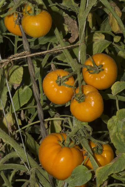 Orange tomatoes. Tomatoes ripen on the bushes. Tomato is the edible berry of the plant Solanum lycopersicum, commonly known as a tomato plant.
