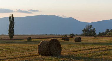 Buğday hasadı. Tarlada yuvarlak saman balyaları. Dağlık alanlarda tarım.