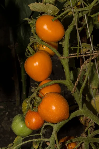 Orange tomatoes. Tomatoes ripen on the bushes. Tomato is the edible berry of the plant Solanum lycopersicum, commonly known as a tomato plant.
