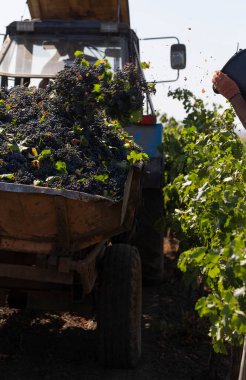 Loading grapes into a container, transported by a tractor. The peasants are harvesting. Harvest home. Wine-making. Technology of wine production. 