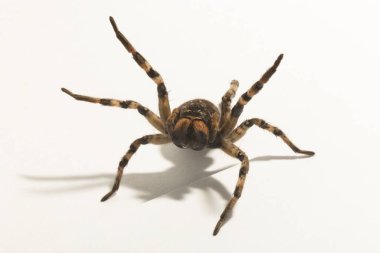 Lycosa bir kurt örümceği cinsidir. (Lycosa singoriensis) Beyaz arka planda saldırgan dişi böcekler..