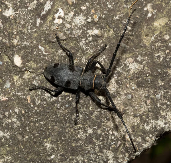 Morimus Funereus Cerambycidae Familyasından Bir Böcek Türü — Stok fotoğraf