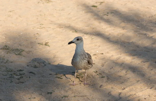 European Herring Gull Larus Argentatus Young Waterfowl Sand Sea Chick — Stock Photo, Image
