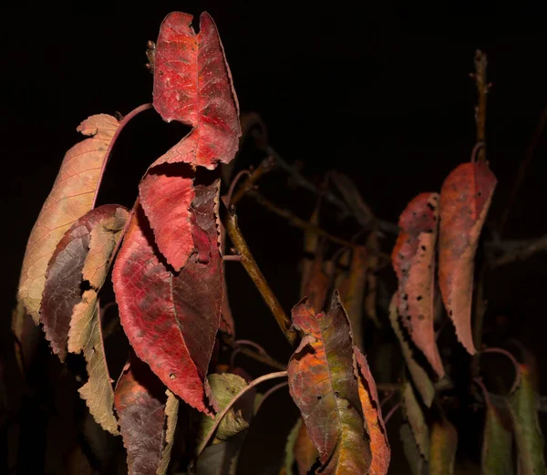 黒い背景に桜の赤い葉 秋に植物を枯らす — ストック写真