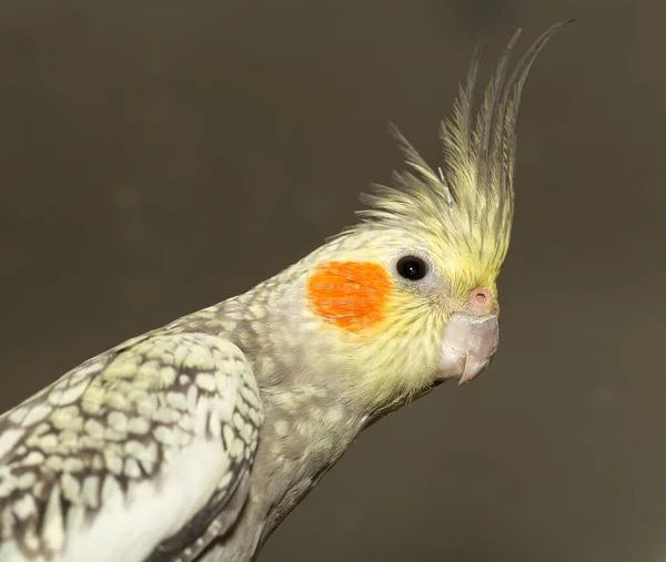 Female Cockatiel Nymphicus Hollandicus Also Known Weiro Quarrion — Photo