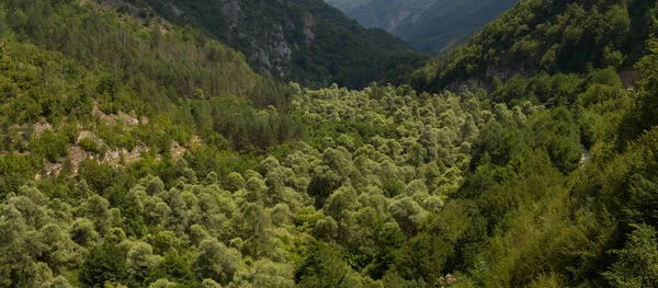 Rhodopes Гірський Хребет Південно Східній Європі Болгарія Панорама Лісова Зона — стокове фото