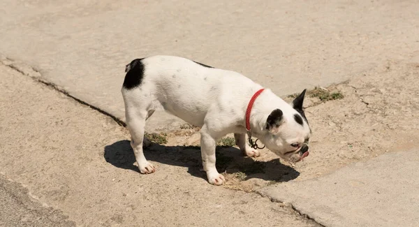 Pug Sniffs Ground Walking Pets City — 스톡 사진