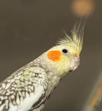 The Female cockatiel  (Nymphicus hollandicus), also known as weiro, or quarrion.