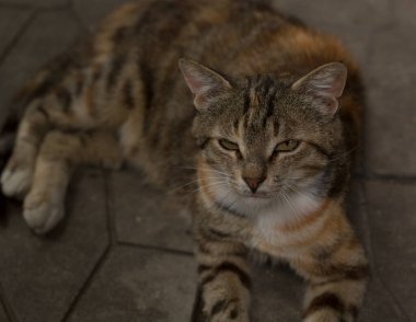 Kırmızı çizgili bir kedinin rahatlaması. Gün ortası şenliği. Üç renkli bir sokak kedisi kaldırımda yatıyor..