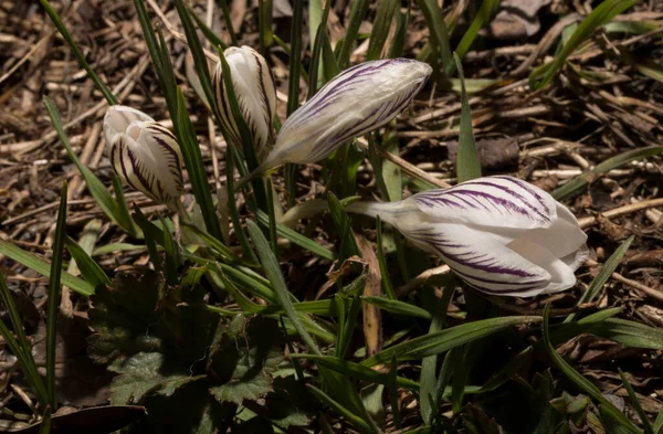 Crocus Biflorus Plateado Escocés Primavera Onagra —  Fotos de Stock