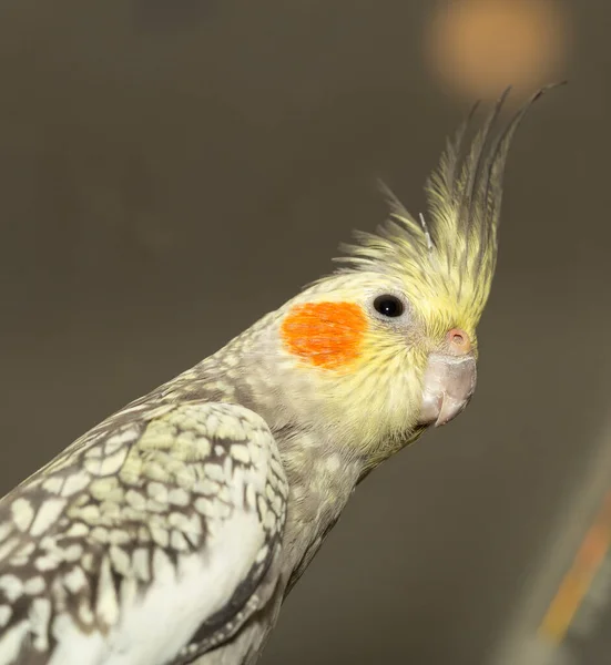 Female Cockatiel Nymphicus Hollandicus Also Known Weiro Quarrion — Stock Photo, Image