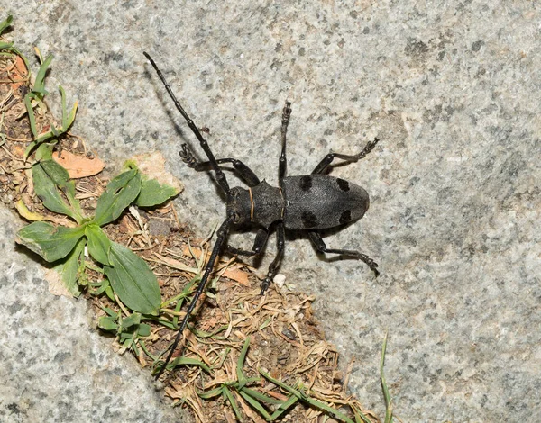 Morimus Funereus Uma Espécie Escaravelho Família Cerambycidae — Fotografia de Stock